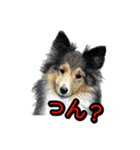 犬画スタンプ1（個別スタンプ：1）