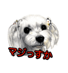犬画スタンプ1（個別スタンプ：8）