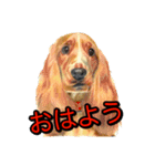 犬画スタンプ1（個別スタンプ：10）