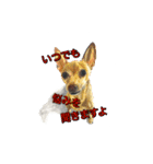 犬画スタンプ1（個別スタンプ：12）