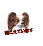 犬画スタンプ1（個別スタンプ：14）