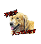 犬画スタンプ1（個別スタンプ：15）