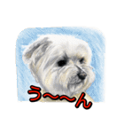 犬画スタンプ1（個別スタンプ：16）