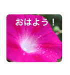 優しい花たちのあいさつ（個別スタンプ：1）