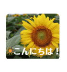 優しい花たちのあいさつ（個別スタンプ：2）