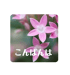 優しい花たちのあいさつ（個別スタンプ：3）