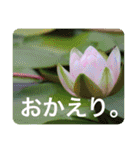 優しい花たちのあいさつ（個別スタンプ：7）