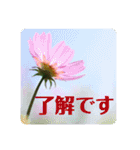 優しい花たちのあいさつ（個別スタンプ：8）