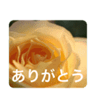 優しい花たちのあいさつ（個別スタンプ：9）