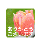 優しい花たちのあいさつ（個別スタンプ：10）