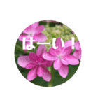 優しい花たちのあいさつ（個別スタンプ：11）