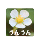 優しい花たちのあいさつ（個別スタンプ：12）