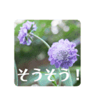 優しい花たちのあいさつ（個別スタンプ：13）
