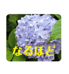 優しい花たちのあいさつ（個別スタンプ：15）