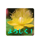 優しい花たちのあいさつ（個別スタンプ：16）