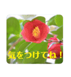 優しい花たちのあいさつ（個別スタンプ：21）