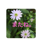 優しい花たちのあいさつ（個別スタンプ：24）