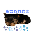 うちのわんころり（個別スタンプ：2）