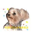 うちのわんころり（個別スタンプ：6）