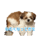 みくものスタンプ①（個別スタンプ：11）