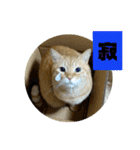 メロ(猫)とたく(犬)のスタンプ（個別スタンプ：6）