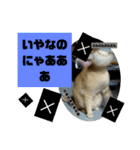 メロ(猫)とたく(犬)のスタンプ（個別スタンプ：11）