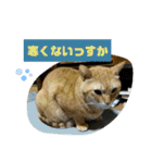 メロ(猫)とたく(犬)のスタンプ（個別スタンプ：14）