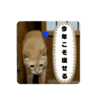 メロ(猫)とたく(犬)のスタンプ（個別スタンプ：18）