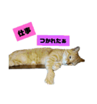 メロ(猫)とたく(犬)のスタンプ（個別スタンプ：20）