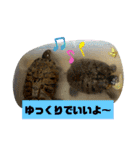 メロ(猫)とたく(犬)のスタンプ（個別スタンプ：39）