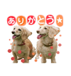 ミニチュアダックス☆リルハルのスタンプ（個別スタンプ：1）