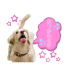 ミニチュアダックス☆リルハルのスタンプ（個別スタンプ：2）