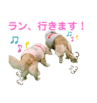ミニチュアダックス☆リルハルのスタンプ（個別スタンプ：8）