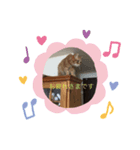 大好きニャンコ（個別スタンプ：7）