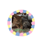 大好きニャンコ（個別スタンプ：8）