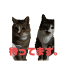 いえのだらねこ（個別スタンプ：1）