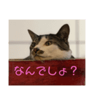 いえのだらねこ（個別スタンプ：2）