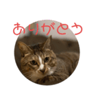 いえのだらねこ（個別スタンプ：4）