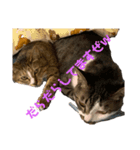 いえのだらねこ（個別スタンプ：5）