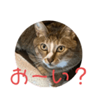 いえのだらねこ（個別スタンプ：8）