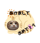 Ginger Tabby Cat Brothers 3（個別スタンプ：2）