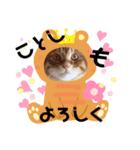 Ginger Tabby Cat Brothers 3（個別スタンプ：6）