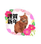 Ginger Tabby Cat Brothers 3（個別スタンプ：7）