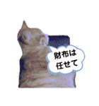 アーユルキャット3（個別スタンプ：3）