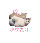 アーユルキャット3（個別スタンプ：4）