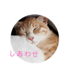 アーユルキャット3（個別スタンプ：5）