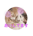 アーユルキャット3（個別スタンプ：6）
