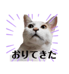 アーユルキャット3（個別スタンプ：8）