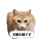 アーユルキャット3（個別スタンプ：11）