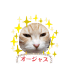 アーユルキャット3（個別スタンプ：12）